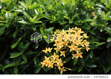 yellow Ixora 14708025