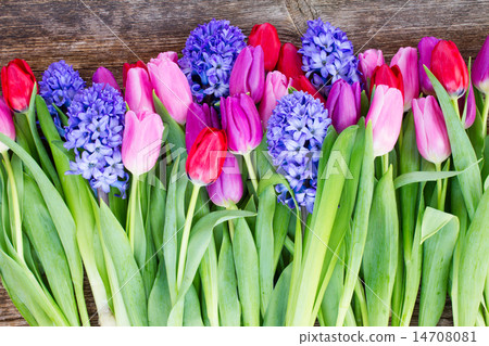 blue hyacinth and tulips blue hyacinth and tulips 14708081