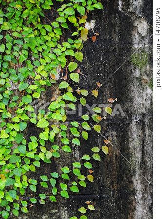 Ficus pumila climbing on old wall Ficus pumila climbing on old wall 14708295
