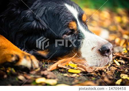 Bernese mountain dog resting in autumn 14709458