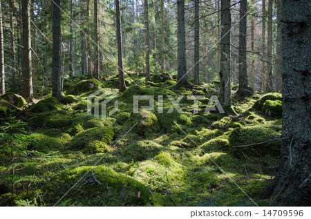 Mossy green forest 14709596