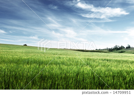 field of barley field of barley 14709951