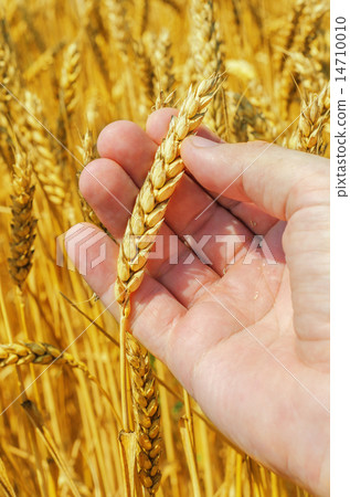 golden harvest in hand 14710010