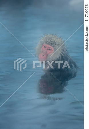 Snow monkey Macaque Onsen Snow monkey Macaque Onsen 14710078
