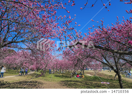 古河桃花節2 14710356