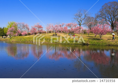 Furukawa peach Festival 4 14710358