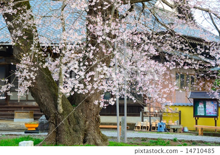春天儀式寺(佛教寺院的Edohigan) 春天儀式寺(佛教寺院的Edohigan) 14710485