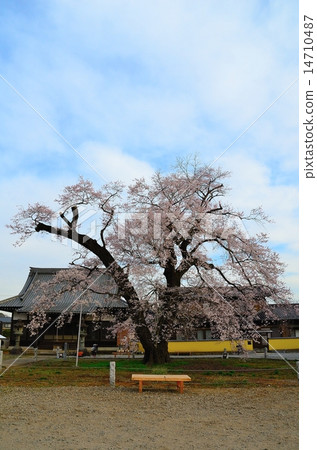 春天儀式寺(佛教寺院的Edohigan) 春天儀式寺(佛教寺院的Edohigan) 14710487