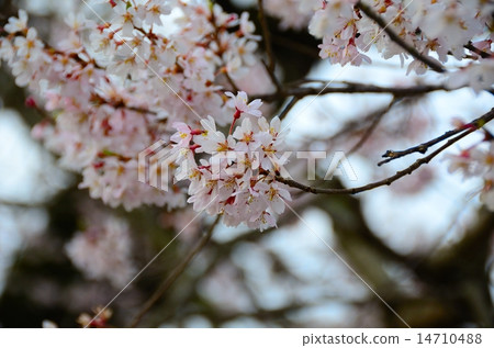 Spring ceremony temple (Edohigan of the Buddhist temple) 14710488