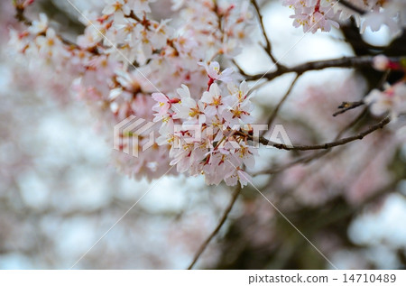 春天儀式寺(佛教寺院的Edohigan) 春天儀式寺(佛教寺院的Edohigan) 14710489