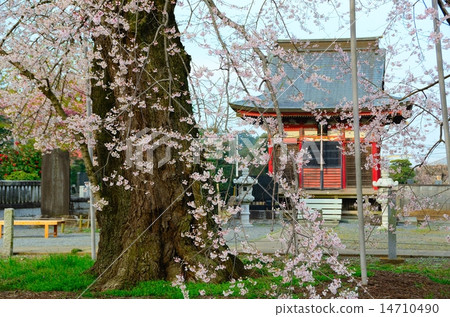 春天儀式寺（佛教寺院的Edohigan） 14710490