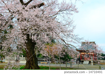 春天儀式寺(佛教寺院的Edohigan) 春天儀式寺(佛教寺院的Edohigan) 14710491