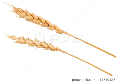 Ears of wheat 14710587