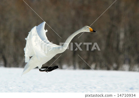 Swan Swan 14710934