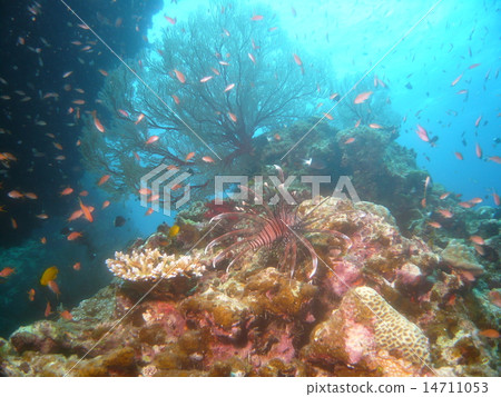 Dolphins of Turtles, Hana and Tropical Fish 14711053