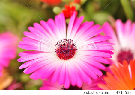 五顏六色的花利文斯通雛菊 14711535