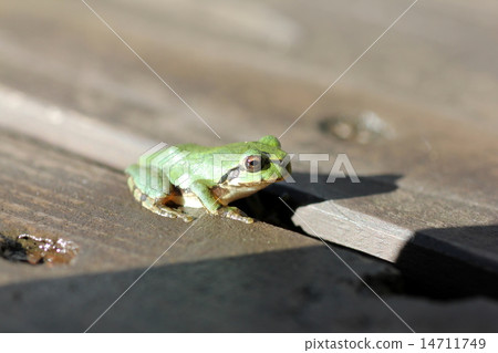Japanese black frog Japanese black frog 14711749