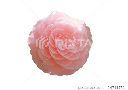 Otome Tsubaki Otome Tsubaki 14711751