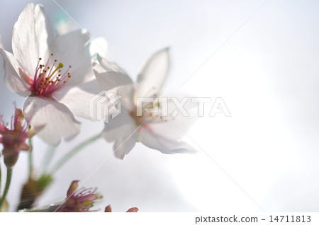 水印櫻桃樹 14711813