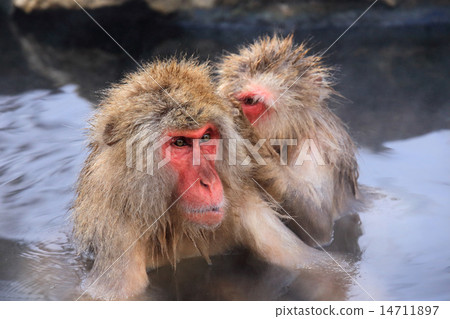 Japanese monkey Jigokudani snow monkey entering a hot spring 14711897