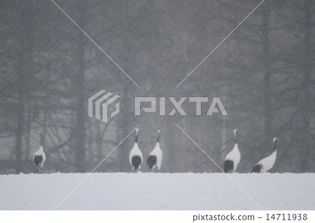 譚頂 譚頂 14711938