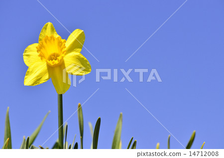 Trumpet Daffodil (Daffodils) 14712008