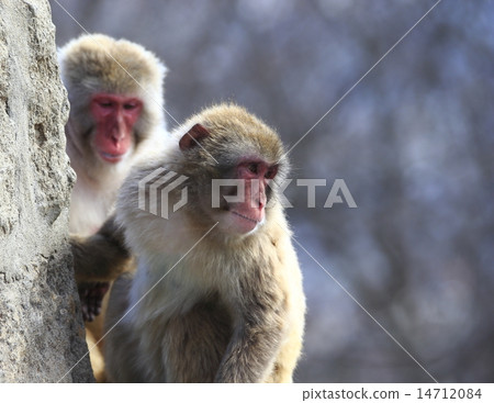 Japanese macaques 14712084