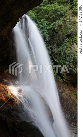 信州高山村雨林 14712096