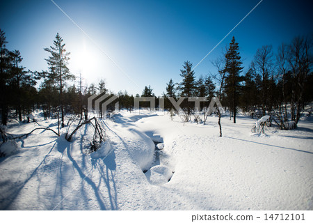 隨著雪和樹木 14712101