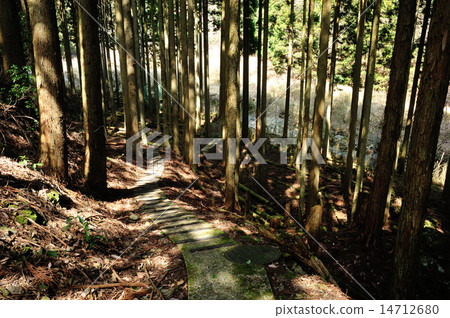 Road in the forest 14712680