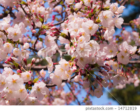 Mukawa的櫻花 14712819