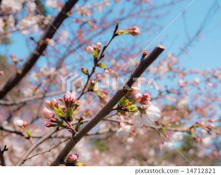 Mukawa的櫻花 14712821