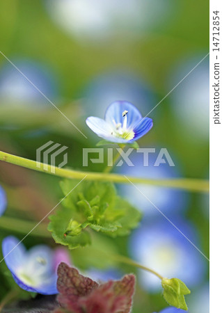 Persian speedwell Persian speedwell 14712854
