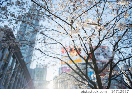 櫻花在城市 14712927