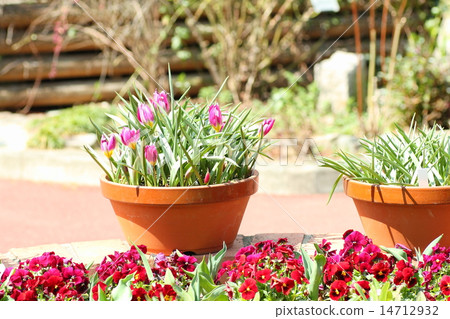 Tulip flower 14712932