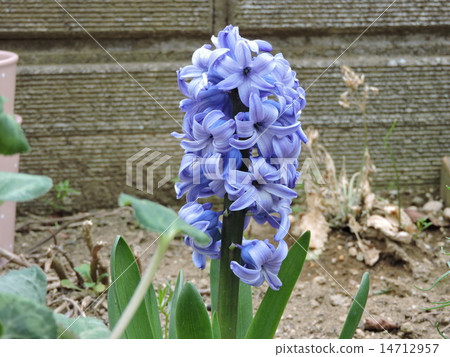 Fukaya flower 14712957