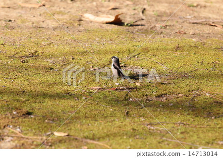 Energa while procuring nest materials Energa while procuring nest materials 14713014