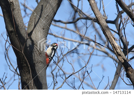 Creatures Birds It seems that rabbit and male are eating baits on the surface of the tree 14713114