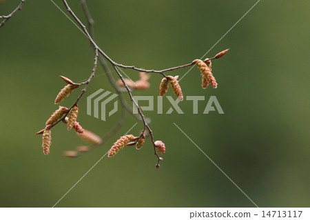 Natural plants Acacia, buds are red, young branches do not produce hair ② Natural plants Acacia, buds are red, young branches do not produce hair ② 14713117