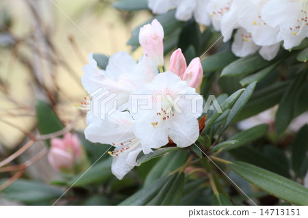 杜鵑花 杜鵑花 14713151