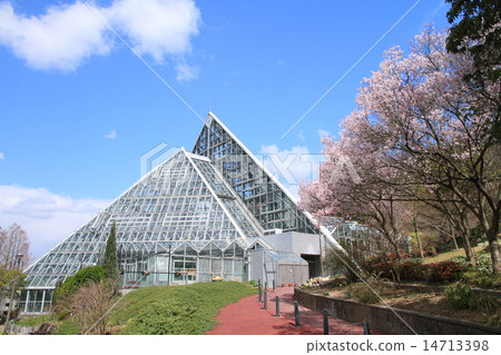 Cherry trees of Edohigan 14713398