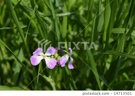 Hamadakon Hamadakon 14713501