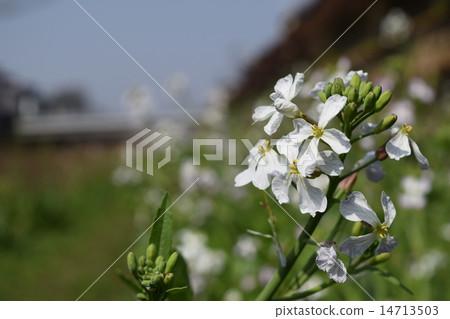 Hamadakon Hamadakon 14713503