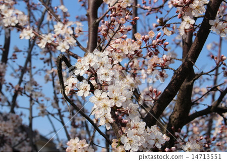 Blue sky and cherry blossoms 14713551