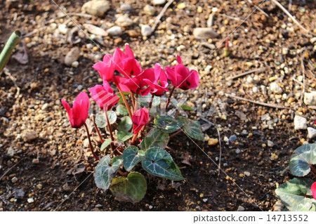 開放式耕地的仙客來 14713552