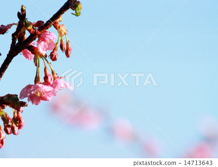 櫻花和天空 櫻花和天空 14713643