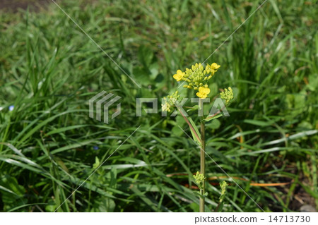 海藻芥末 海藻芥末 14713730