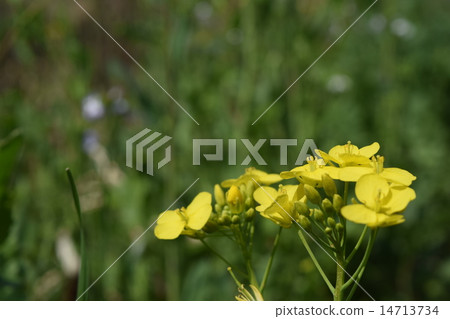 海藻芥末 海藻芥末 14713734