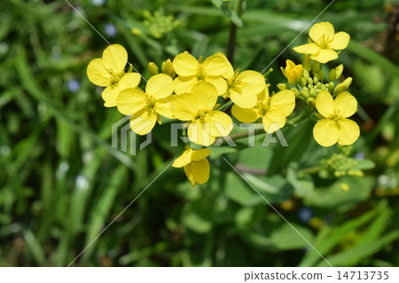 海藻芥末 海藻芥末 14713735
