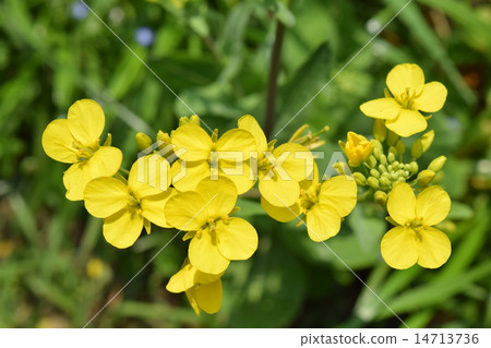 海藻芥末 海藻芥末 14713736